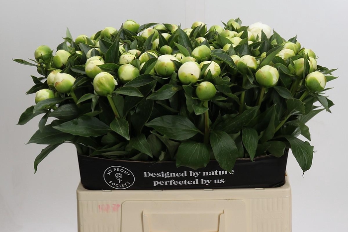 <h4>Paeonia Duchesse De Nemours</h4>