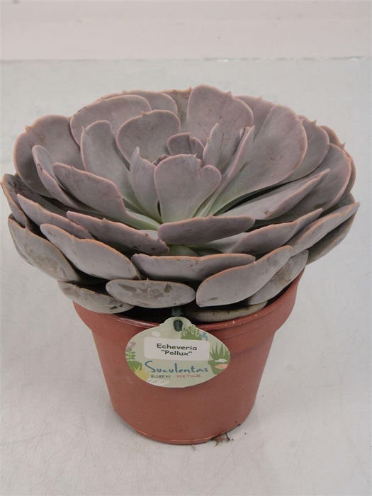 <h4>ECHEV POLLUX</h4>