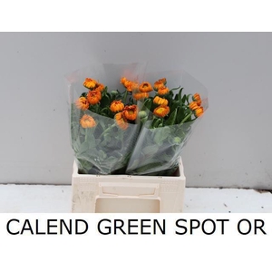 CALEND GREEN SPOT OR