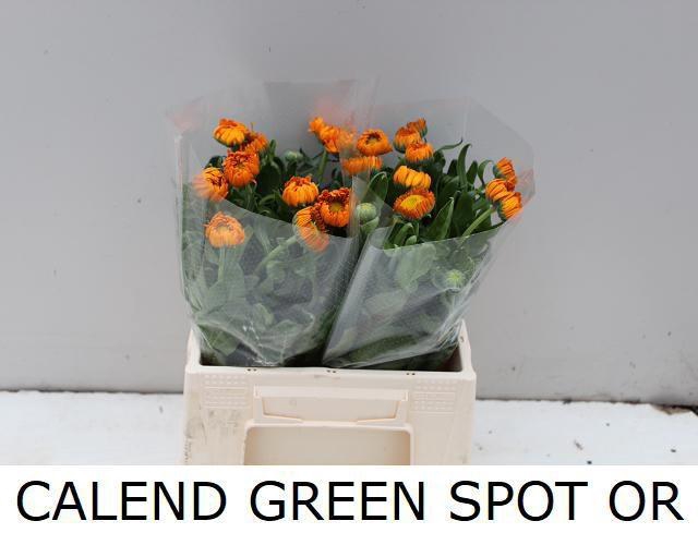 <h4>CALEND GREEN SPOT OR</h4>