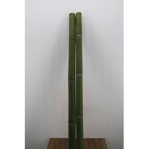 Bamboo 80/100 2 M Phyllostachys