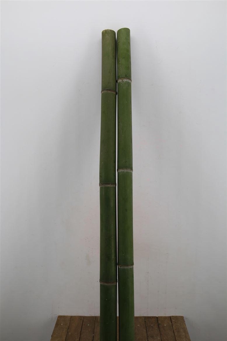 <h4>Bamboe 70-100 2meter</h4>
