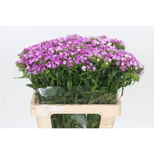 Dianthus Br Amazon Rose Magic