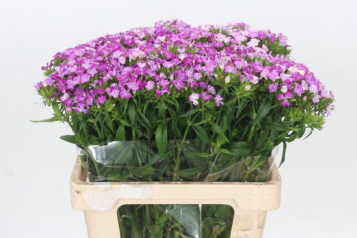 <h4>Dianthus Br Amazon Rose Magic</h4>