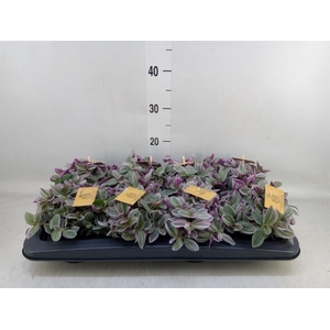 Tradescantia cerinth. 'Sweetness'