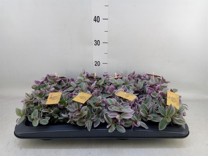 <h4>Tradescantia cerinth. 'Sweetness'</h4>