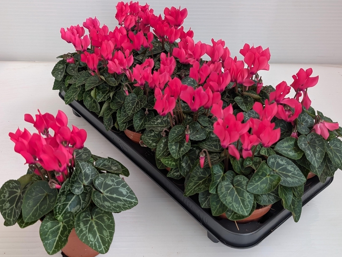 <h4>CYCL KL OVERIG</h4>