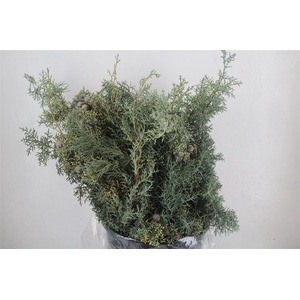 Cypresse Blue 400gr P Bunch