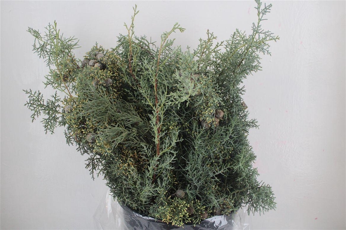 <h4>Cypresse Blue 400gr P Bunch</h4>