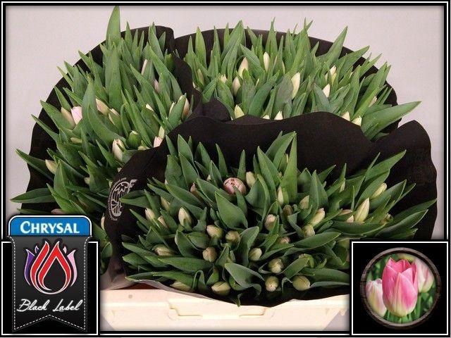 <h4>TU EN DYNASTY</h4>