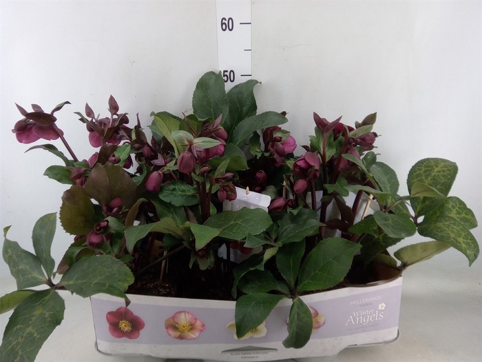 <h4>Helleborus  'Fkiss Annas Red'</h4>