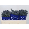 Eryngium Blue Dynamite