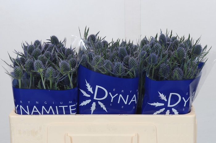 <h4>Eryngium Blue Dynamite</h4>