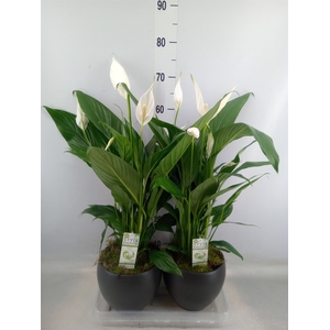 Arr.  Spathiphyllum  L%