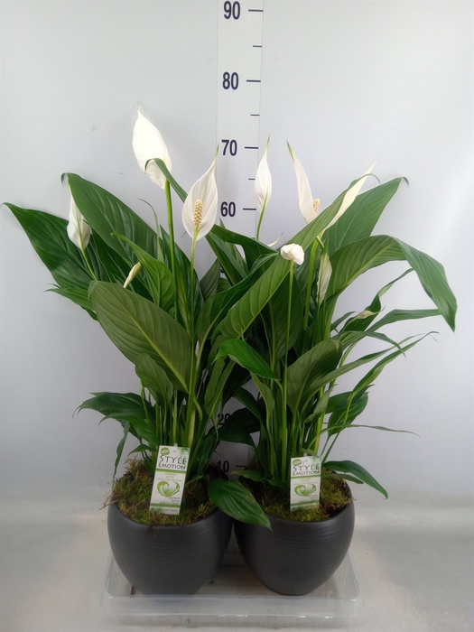 <h4>Arr.  Spathiphyllum  L%</h4>