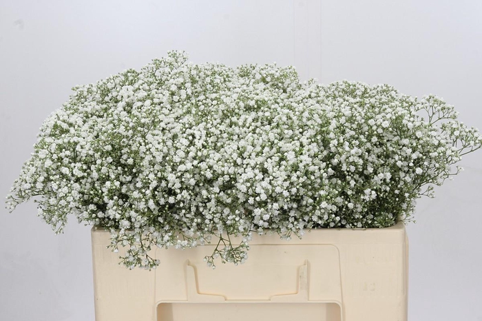 <h4>Gyps Zinzi Tyree</h4>