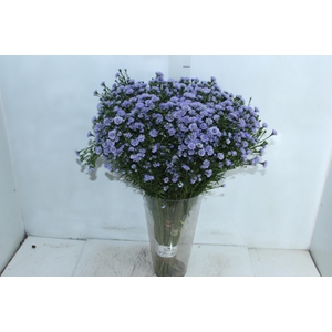 ASTER D. PLUS 060 CM MIN 20 GRAMAS