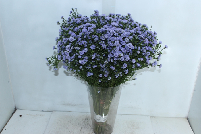 <h4>ASTER D. PLUS 060 CM MIN 20 GRAMAS</h4>