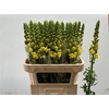 Antir Pot Yellow