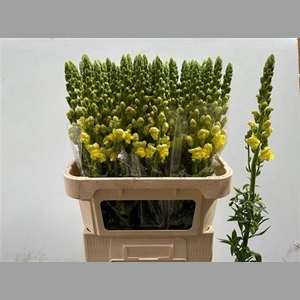 Antir Monaco Yellow