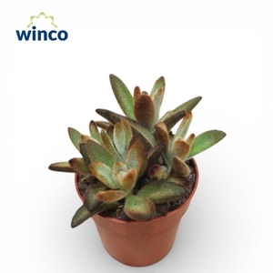 Kalanchoe Coffeebean