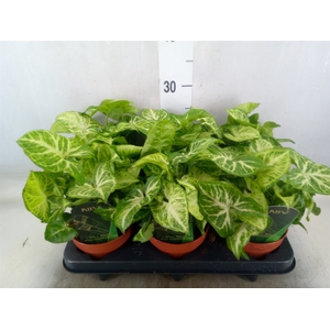 Syngonium  'Arrow'