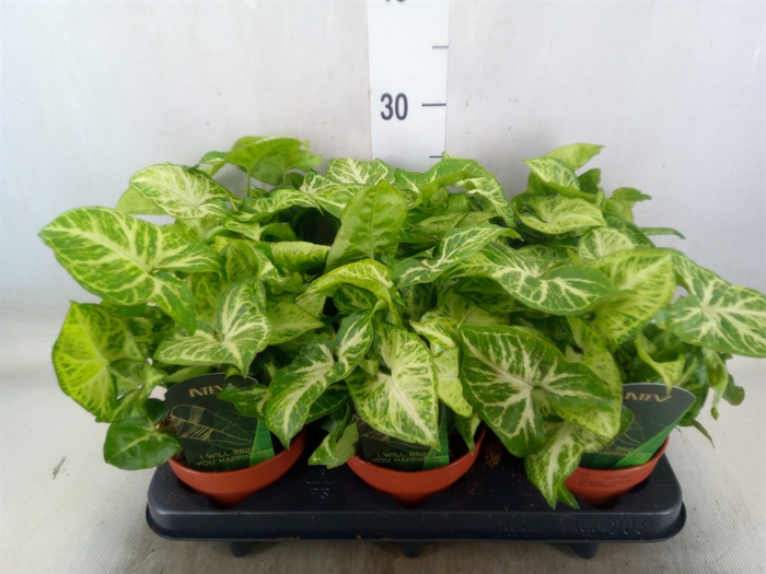 <h4>Syngonium  'Arrow'</h4>