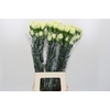 Dianthus St Lady Midori