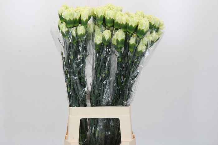 Dianthus St Lady Midori