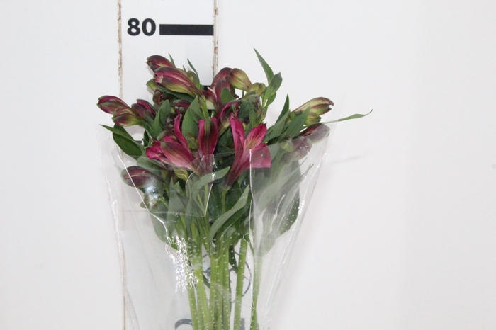 <h4>ALSTROEMERIA NAPOLI 080 CM</h4>