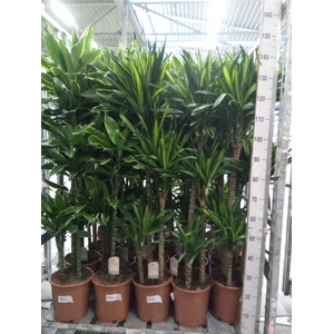 Dracaena frag. 'Golden Coast'