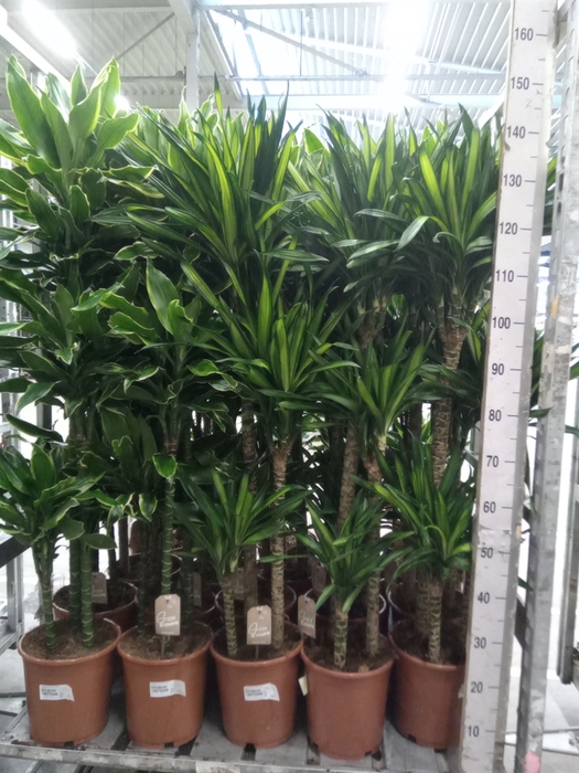 <h4>Dracaena frag. 'Golden Coast'</h4>