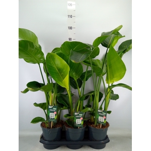 Strelitzia nicolai