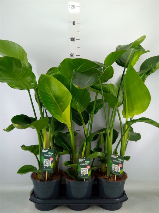 <h4>Strelitzia nicolai</h4>