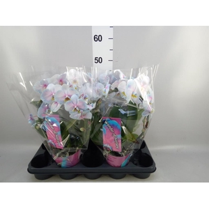 Phalaenopsis   ...