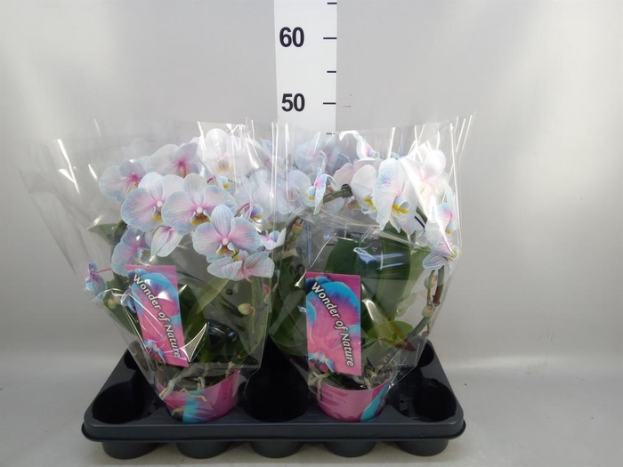 <h4>Phalaenopsis   ...</h4>