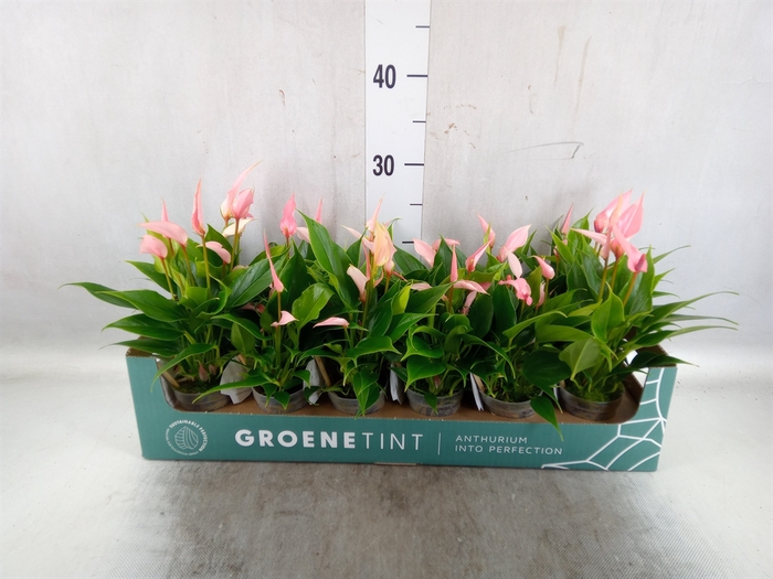 <h4>Anthurium andr. 'Lilli'</h4>