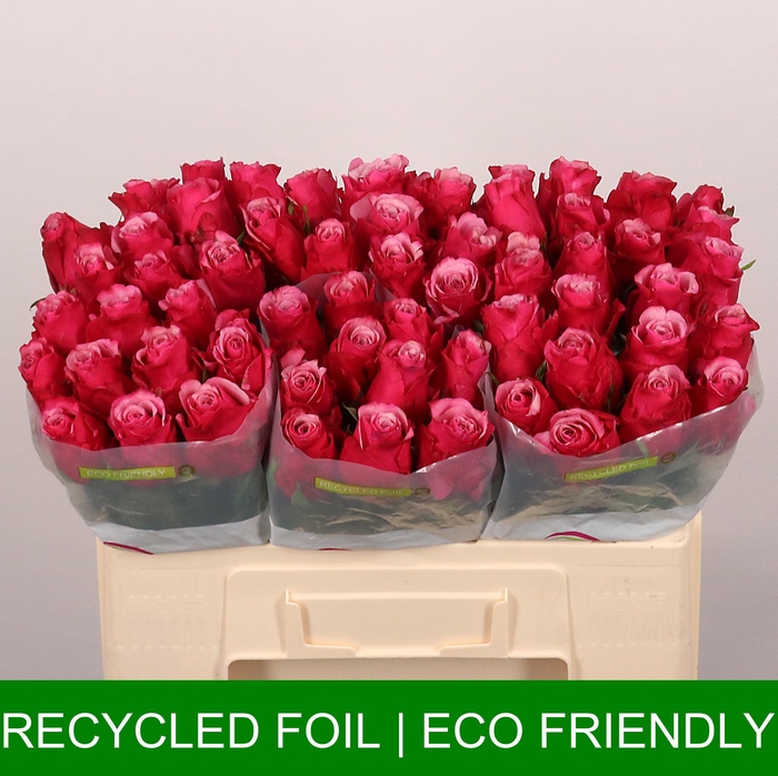 <h4>R GR ELEWANA</h4>