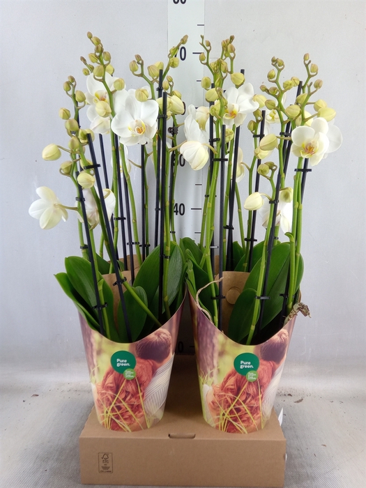 <h4>Phalaenopsis  'Ant London'</h4>