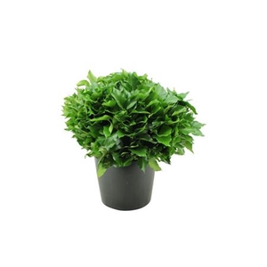 Hedera overig met bes