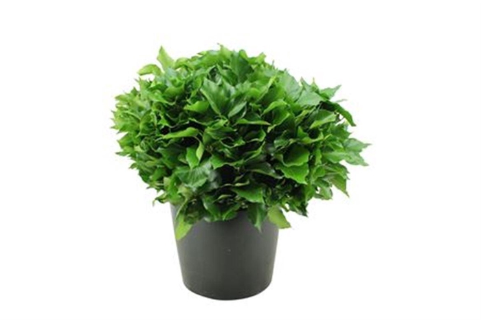 Hedera overig met bes