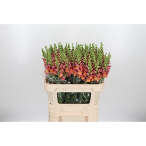 Antirrhinum Po D. Orange