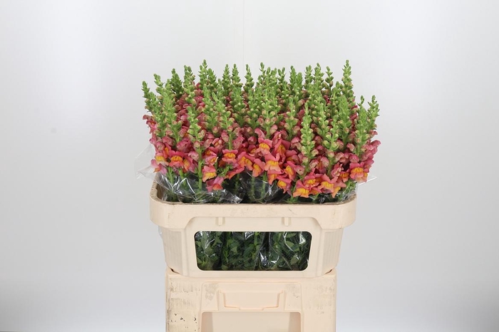 <h4>Antirrhinum Po D. Orange</h4>