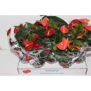 ANTHURIUM VARIADO P12