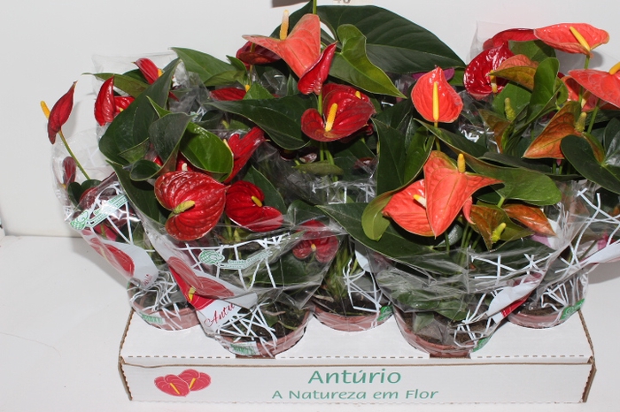 ANTHURIUM VARIADO P12