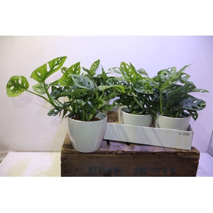 Arr Monstera Adansonii In Keramiek