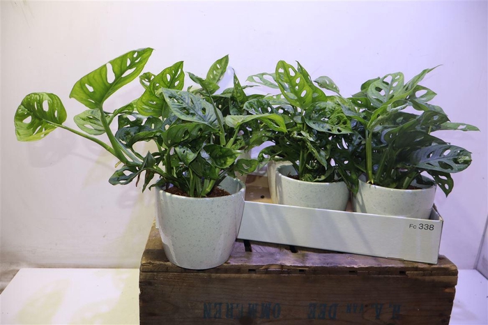<h4>Arr Monstera Adansonii In Keramiek</h4>