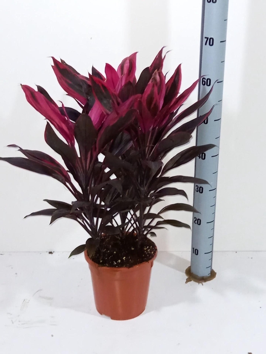 <h4>Cordyline frut. Tango</h4>