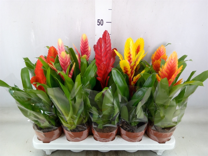 <h4>Vriesea   ...mix 5</h4>