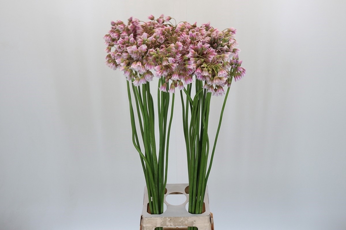 Allium Rosy Bells